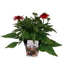 Bild von VP Echinacea P19 Sombrero Red